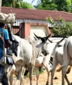 Nigeria’s Farmer-Herder Crisis: A Call for Real Action and Lasting Peace