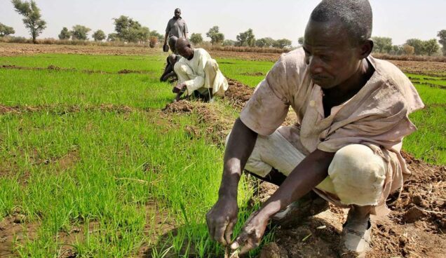 Farmers in Ekiti (Top Farmer News)