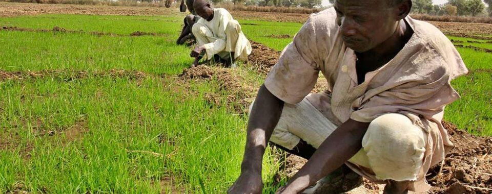 Farmers in Ekiti (Top Farmer News)