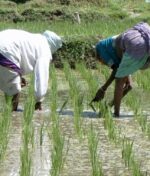 Rising Fertiliser Prices Force Farmers to Quit Rice Farming