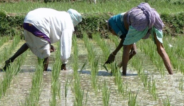 Rice Farmers (The Top Farmer News )