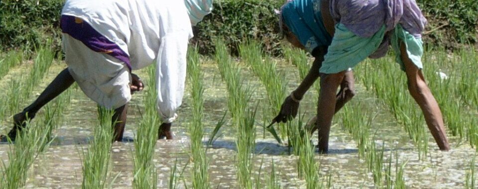 Rice Farmers (The Top Farmer News )