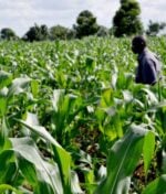 Nigeria to Refocus on Agriculture to Boost GDP