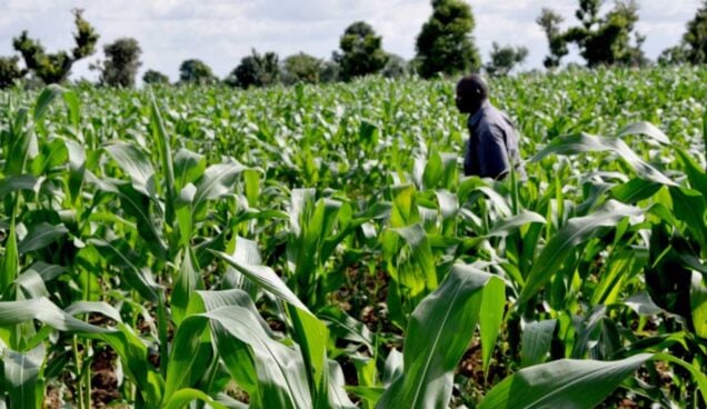 Maize Farming (The Top Farmer)