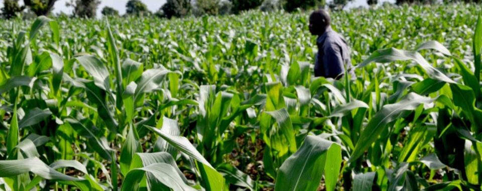 Maize Farming (The Top Farmer)