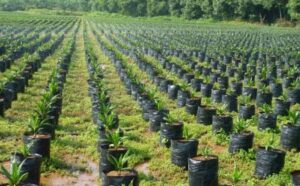 Crop Seedling of Oil-Palm (Top Farmer News)