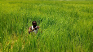 Rice Farming (The Top Farmer News )