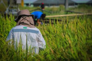 irri-researcher-in-the-field-irrigation (Top Farmer )